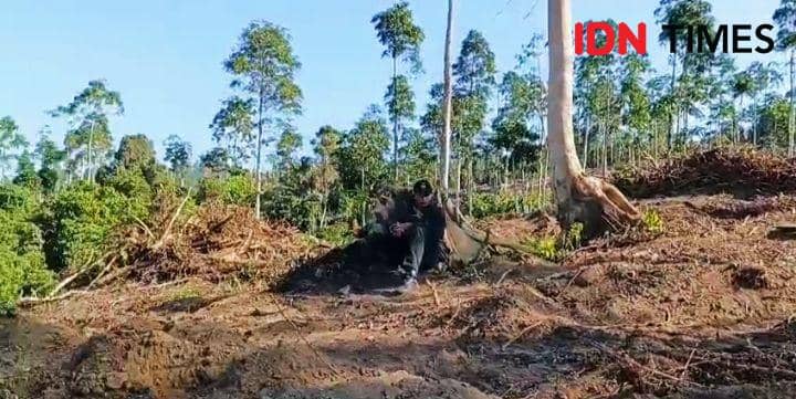 Hutan Konsesi di Dompu Dikuasai Warga, Ribuan Hektare Dirambah