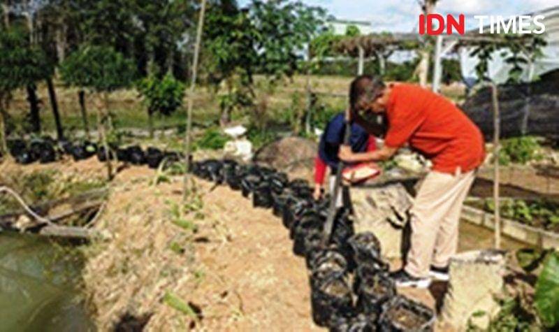Proses penanaman kedelai pada raised bed dan polybag oleh Tim PPM ITB di Desa Bukit Raya  (IDN Times/Ervan)