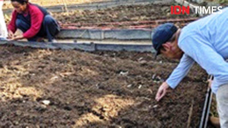 Proses penanaman kedelai pada raised bed dan polybag oleh Tim PPM ITB di Desa Bukit Raya  (IDN Times/Ervan)