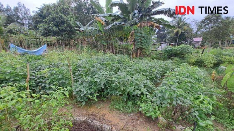 Pertumbuhan lima varietas tanaman kedelai dengan model raised bed di Desa Bukit Raya (IDN Times/Ervan)