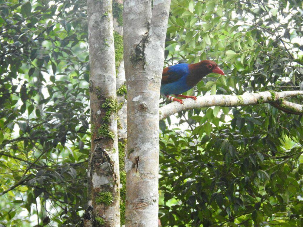 Sri lanka blue magpie (inaturalist.org/Akshay)