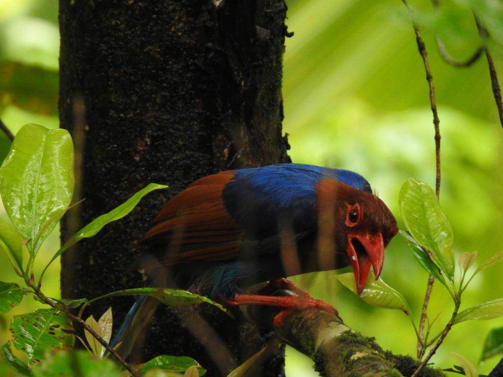 Sri lanka blue magpie (inaturalist.org/Akshay)