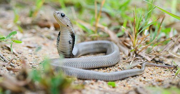 Siamese cobra (commons.wikimedia.org/Rushen)