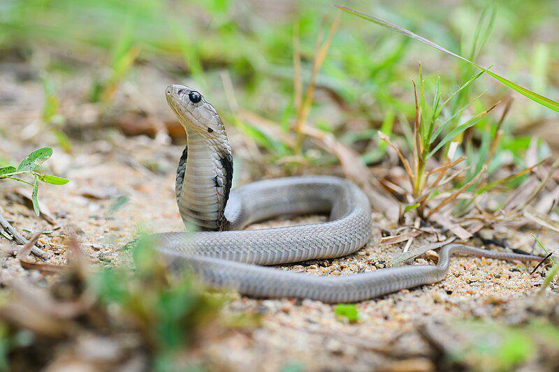 Siamese cobra (commons.wikimedia.org/Rushen)
