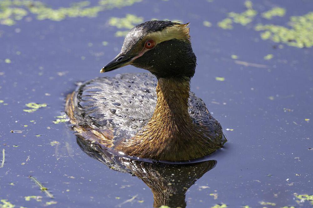 horned grebe (commons.wikimedia.org/Bengt Nyman)
