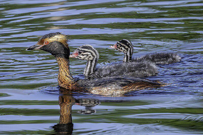 horned grebe (commons.wikimedia.org/Bengt Nyman)