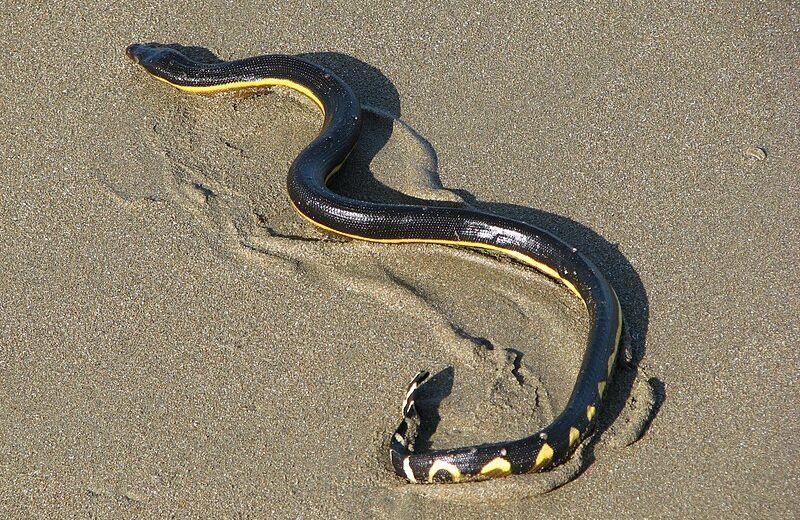 Common seasnake (commons.wikimedia.org/Aloaiza)