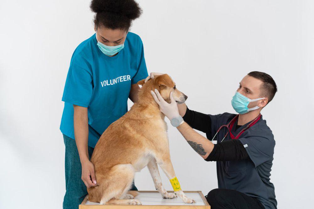 6 Tips Memilih Dokter Hewan yang Tepat