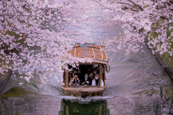 Ilustrasi tempat populer untuk menikmati pemandangan bunga sakura. (Pinterest/Dalay Lapa)