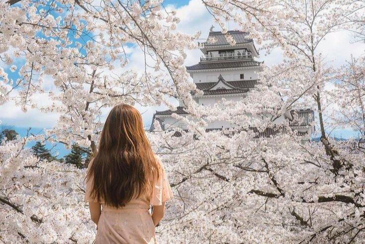 Ilustrasi tempat populer untuk menikmati pemandangan bunga sakura. (Pinterest/Ace Suzuki)