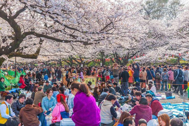 Ilustrasi tempat populer untuk menikmati pemandangan bunga sakura. (Pinterest/Japan Today)