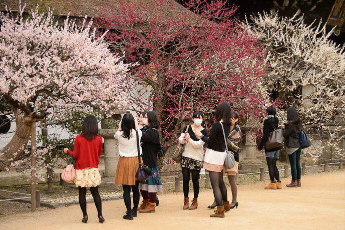 Ilustrasi tempat populer untuk menikmati pemandangan bunga sakura. (Pinterest.com/Inside Kyoto)