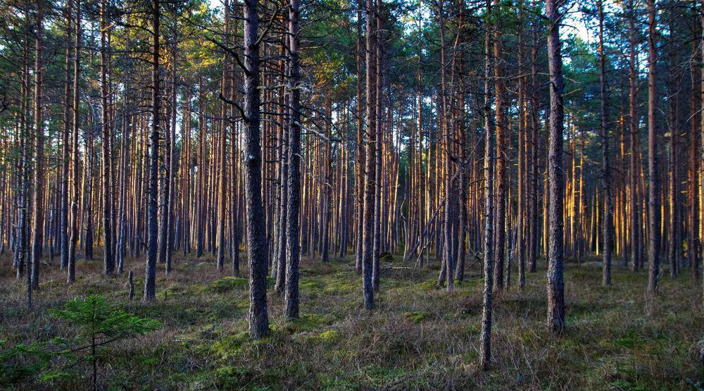 ilustrasi pohon pinus (pexels.com/Pille Kirsi)
