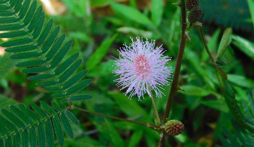 Mimosa pudica. (www.plantscience-blog.com)