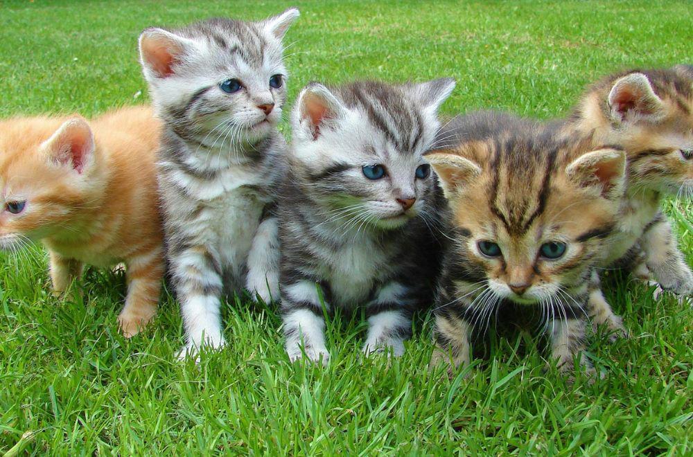 5 Tips Merawat Anak Kucing yang Kehilangan Induknya