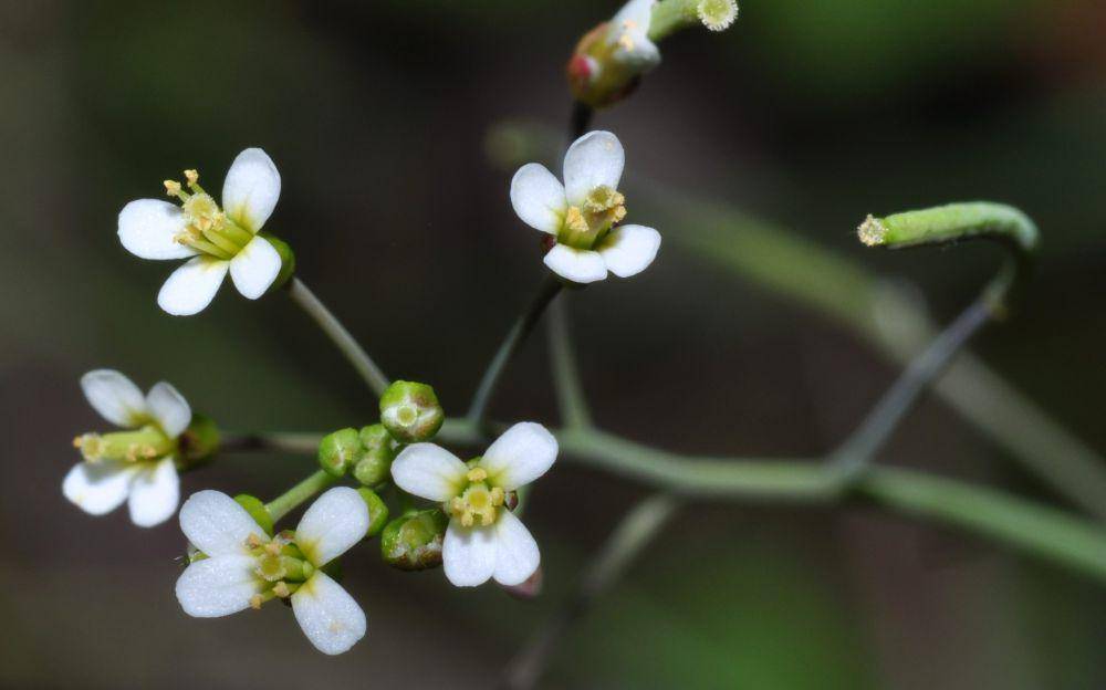 Arabidopsis thaliana. (www.plantsystematics.org)