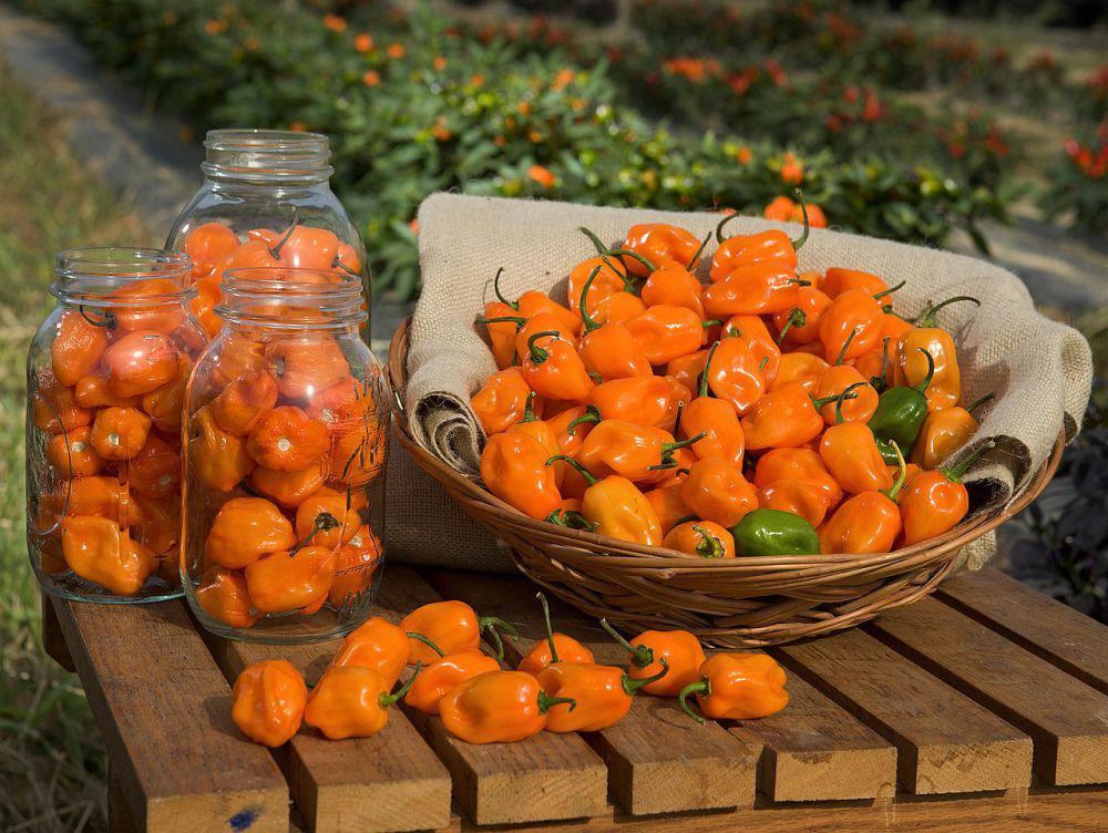 cabai habanero (commons.wikimedia.org/Stephen Ausmus)