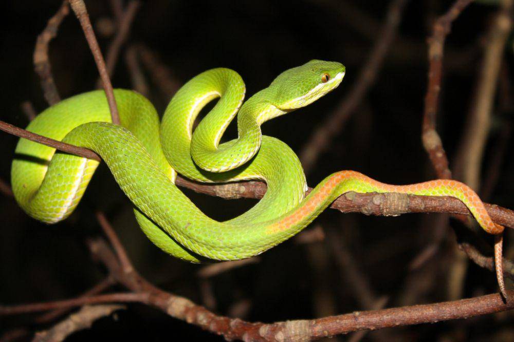 Bamboo Pit Viper (commons.m.wikimedia.org/Thomas Brown)