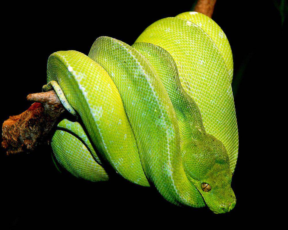 Green Tree Python (commons.m.wikimedia.org/Marcel Burkhard)
