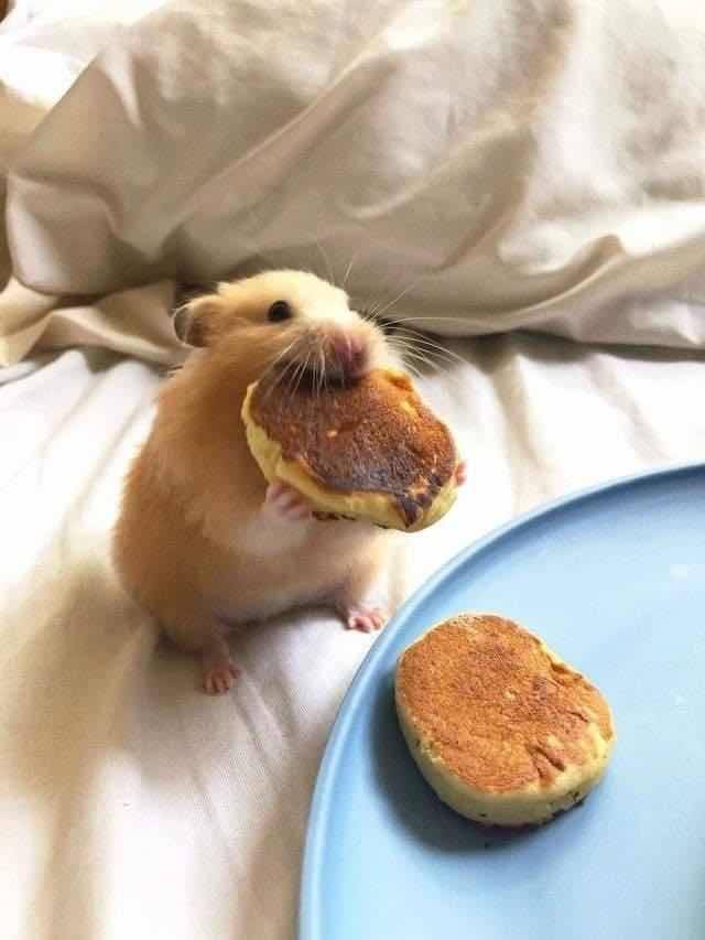 potret hamster makan pancake mungil (x.com/animals_twts)
