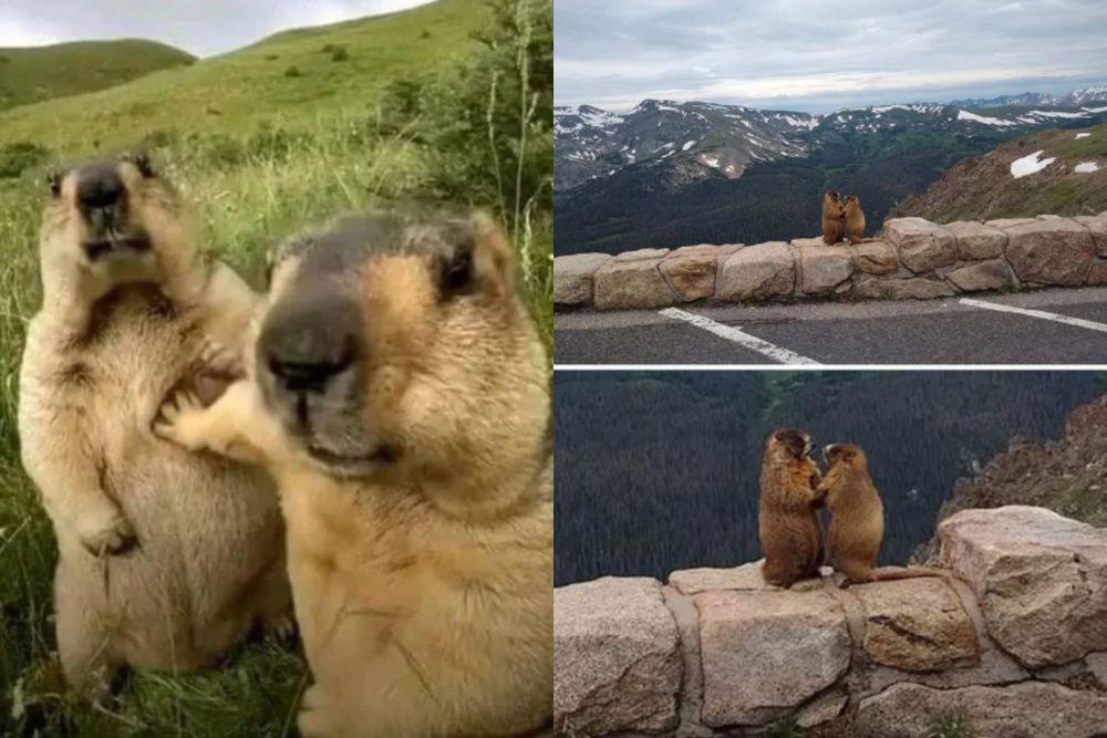 kolase potret lucu marmot bersama temannya (reddit.com/slombo54777 I reddit.com/Unicornglitteryblood)