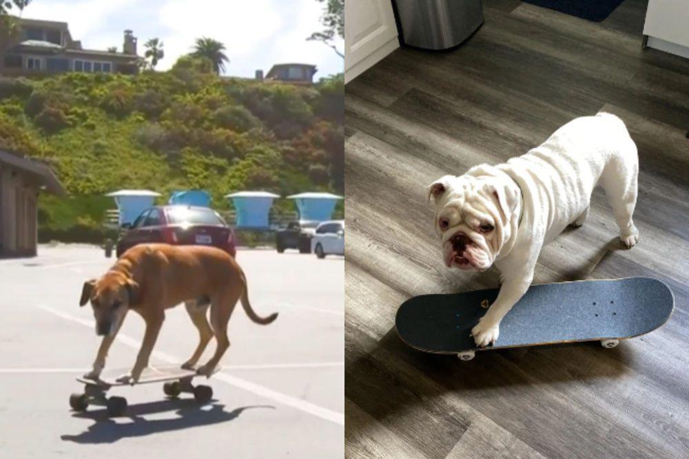 7 Potret Kocak Anjing Main Skateboard, Jago Banget kayak Pemain Pro!