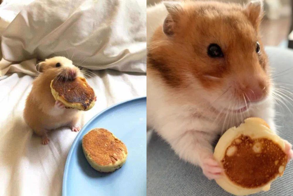 8 Foto Hamster Makan Pancake Mungil, Cuteness Overload!
