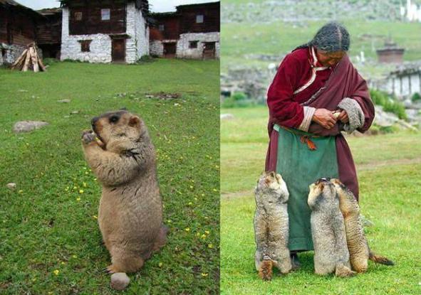potret lucu marmot bersama temannya (reddit.com/downriverrowing)