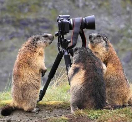 potret lucu marmot bersama temannya (reddit.com/zarif_chow)