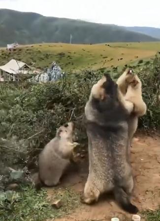 potret lucu marmot bersama temannya (reddit.com/jmcarlos27)