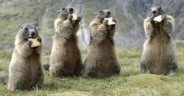 potret lucu marmot bersama temannya (reddit.com/Capoeira_johns)
