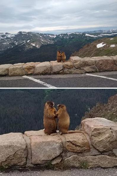 potret lucu marmot bersama temannya (reddit.com/Unicornglitteryblood)