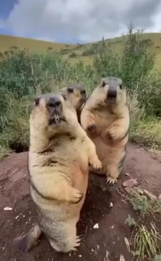 potret lucu marmot bersama temannya (reddit.com/QuicklyThisWay)