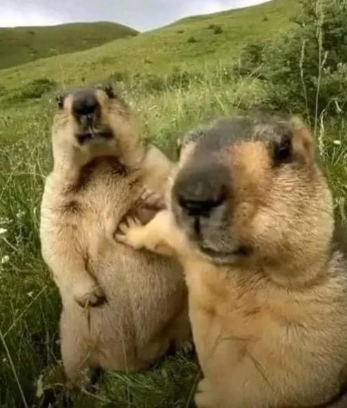 potret lucu marmot bersama temannya (reddit.com/slombo54777)
