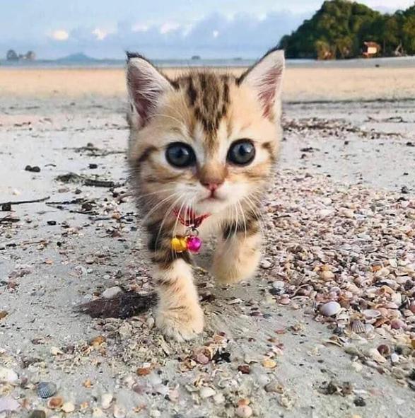 potret lucu anak kucing di pantai (reddit.com/deleted)