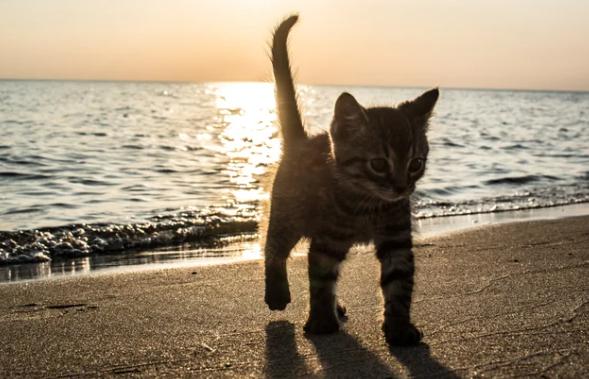 potret lucu anak kucing di pantai (reddit.com/Dick_Giggles)