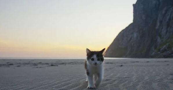 potret lucu anak kucing di pantai (reddit.com/megalaks)