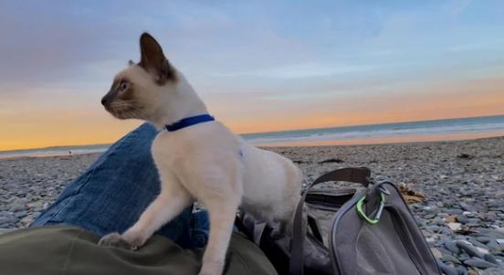 potret lucu anak kucing di pantai (reddit.com/tophejunk)