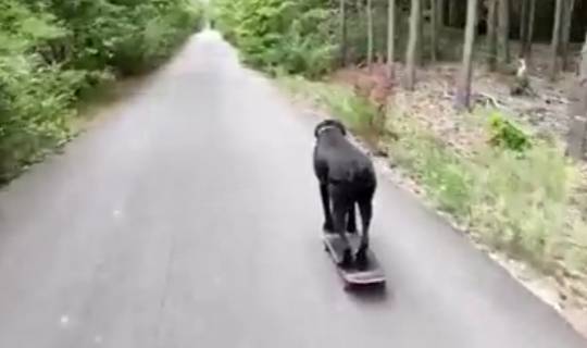 potret lucu anjing bermain skateboard (reddit.com/mac_is_crack)