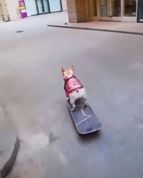 potret lucu anjing bermain skateboard (reddit.com/wili_8262)