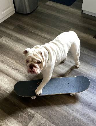 potret lucu anjing bermain skateboard (reddit.com/newbiegrower420)