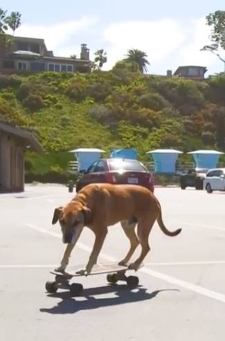 potret lucu anjing bermain skateboard (reddit.com/CaigeOsiris)