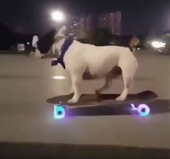 potret lucu anjing bermain skateboard (reddit.com/redwytnblak)