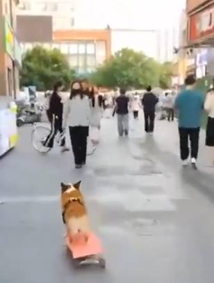 potret lucu anjing bermain skateboard (x.com/animals_twts)