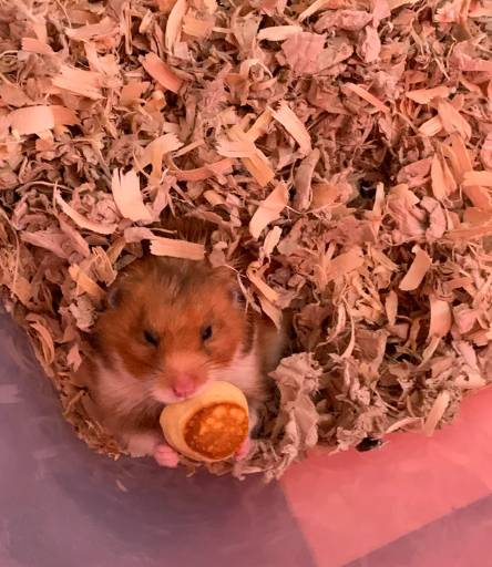 potret hamster makan pancake mungil (reddit.com/elightr)