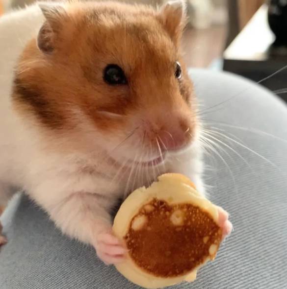 potret hamster makan pancake mungil (reddit.com/runawaytardis)