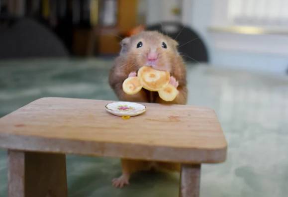 potret hamster makan pancake mungil (reddit.com/bheighkeigh)
