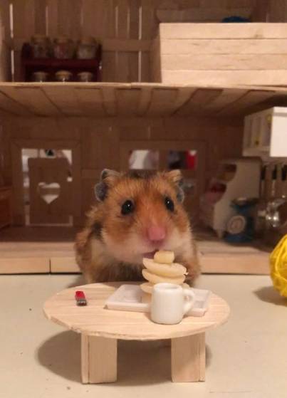 potret hamster makan pancake mungil (reddit.com/kristioppa)