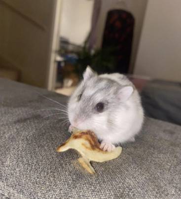 potret hamster makan pancake mungil (reddit.com/PlentyOk8985)