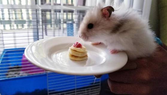 potret hamster makan pancake mungil (reddit.com/nenasofia)